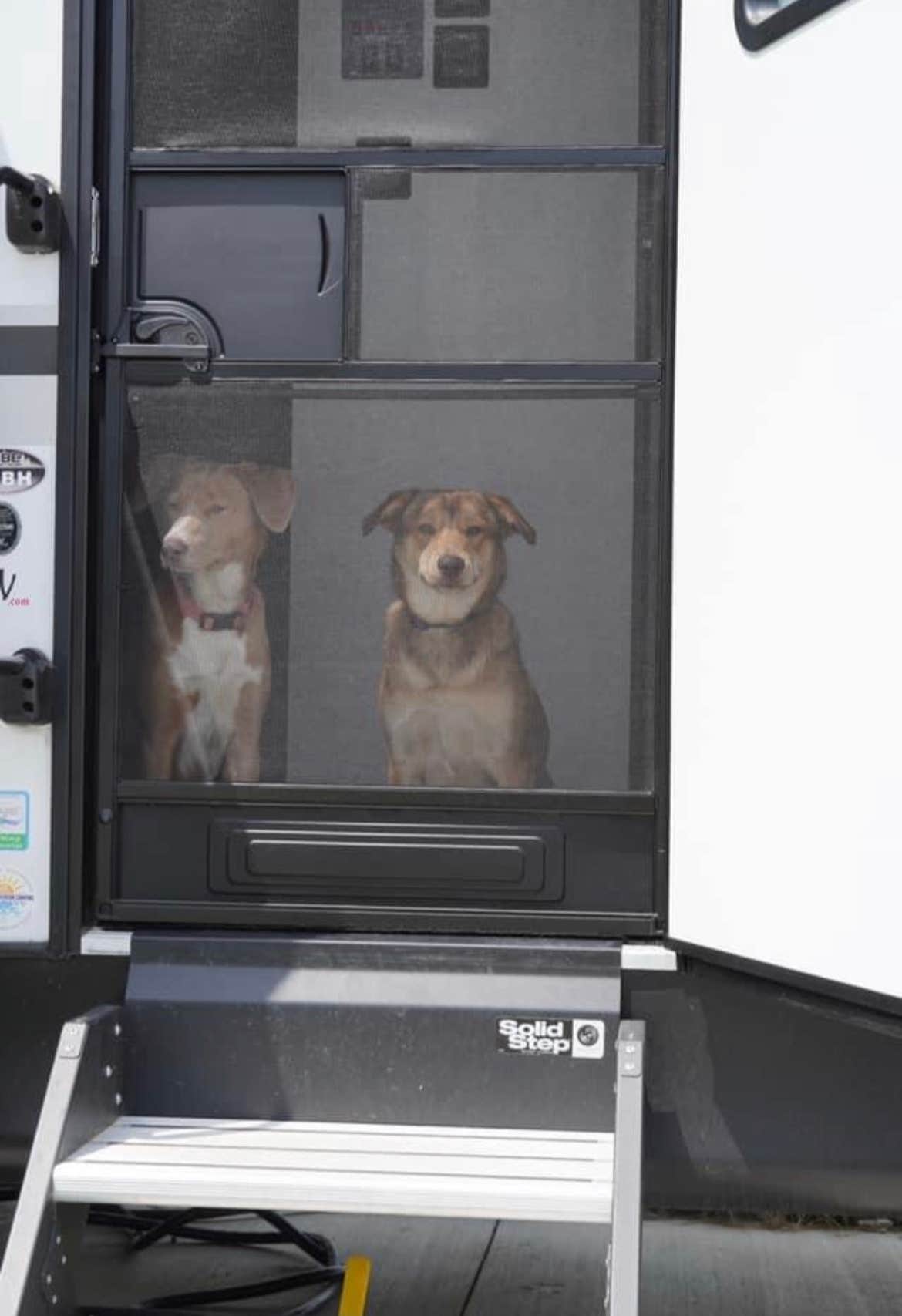 Dylan's photo of camping with pets at Eric & Jay’s RV Resort near Rosenberg, TX