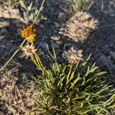 Review photo of Pawnee Buttes - Dispersed Camping by Melinda B., June 26, 2021