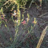 Review photo of Pawnee Buttes - Dispersed Camping by Melinda B., June 26, 2021