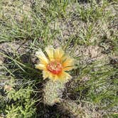 Review photo of Pawnee Buttes - Dispersed Camping by Melinda B., June 26, 2021