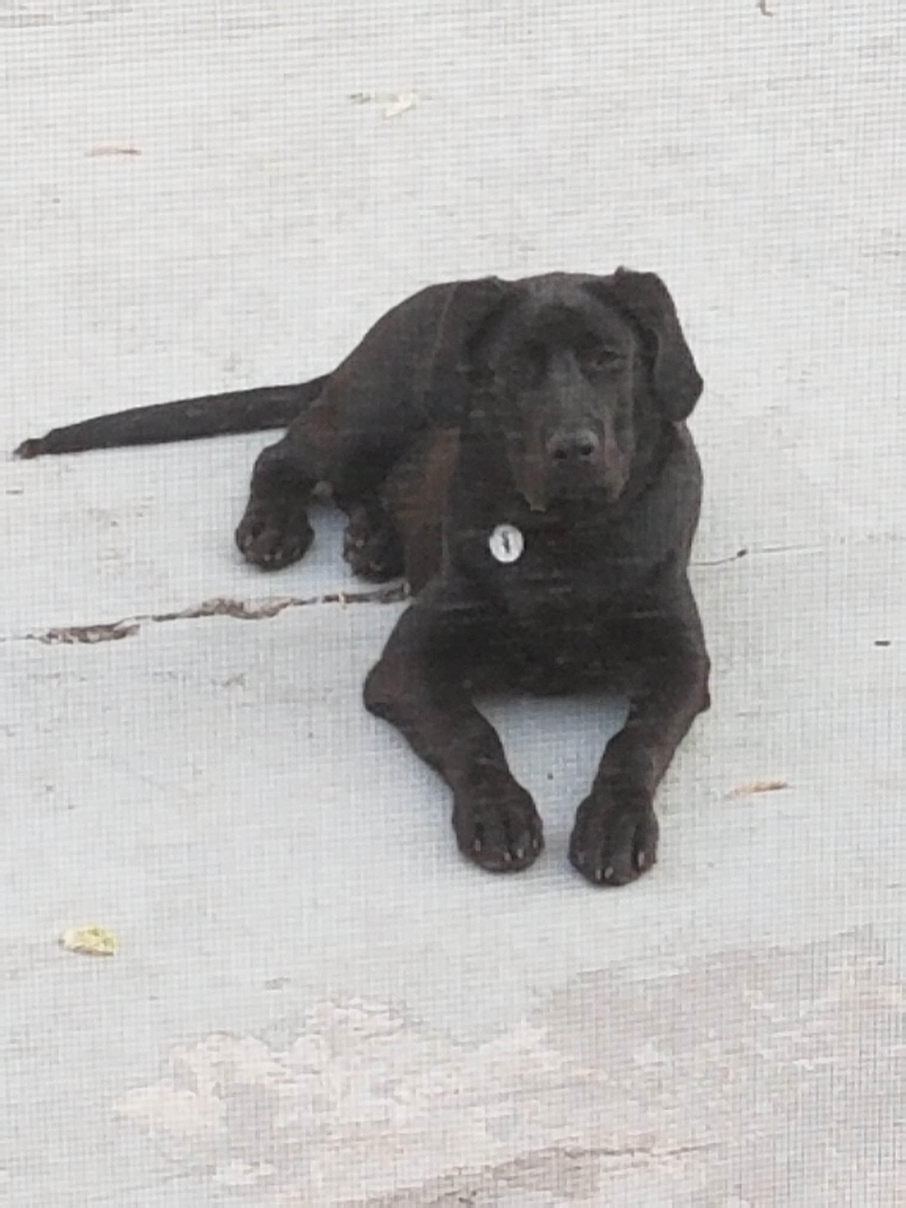 Maurice's photo of camping with pets at Emerald Trails Campground near Chicago, IL