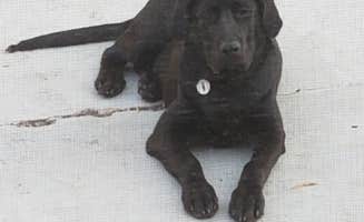 Maurice's photo of camping with pets at Emerald Trails Campground in Illinois