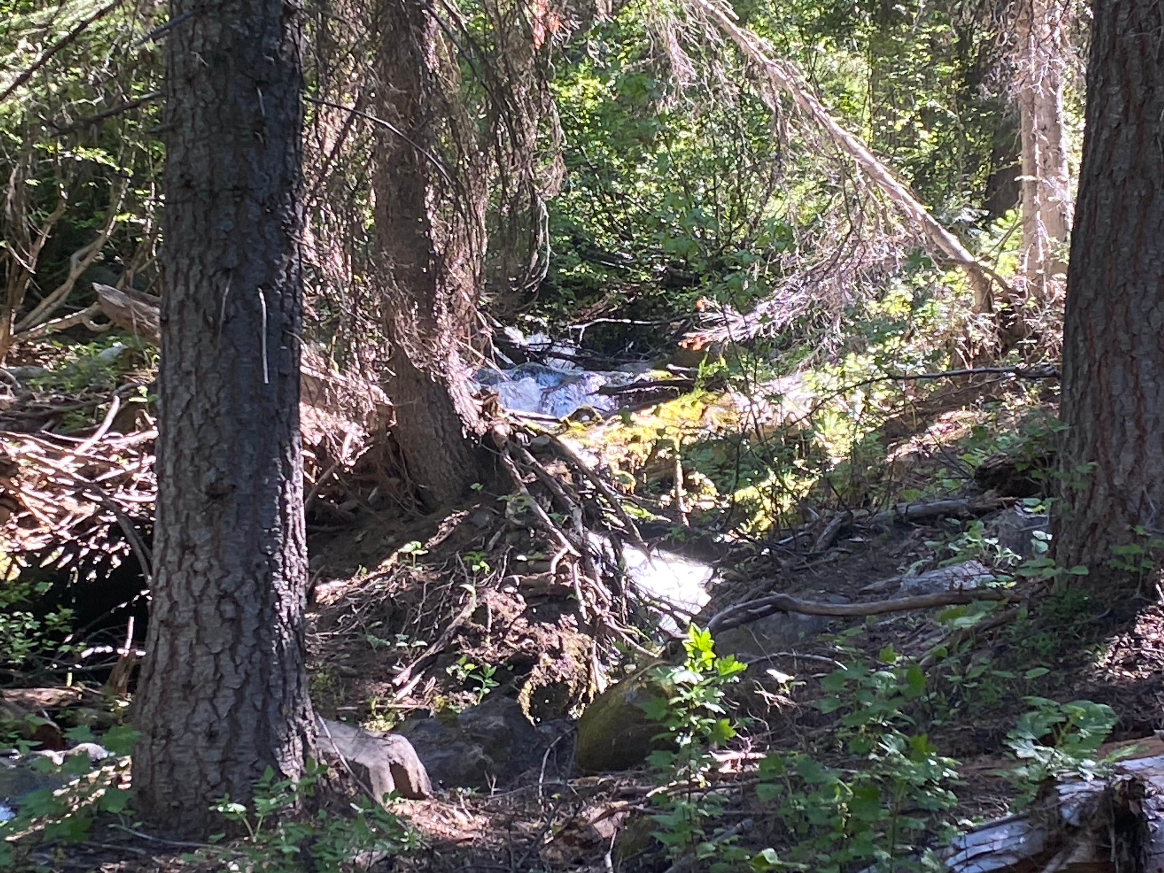 Camper submitted image from West Eagle Meadow Campground - 3