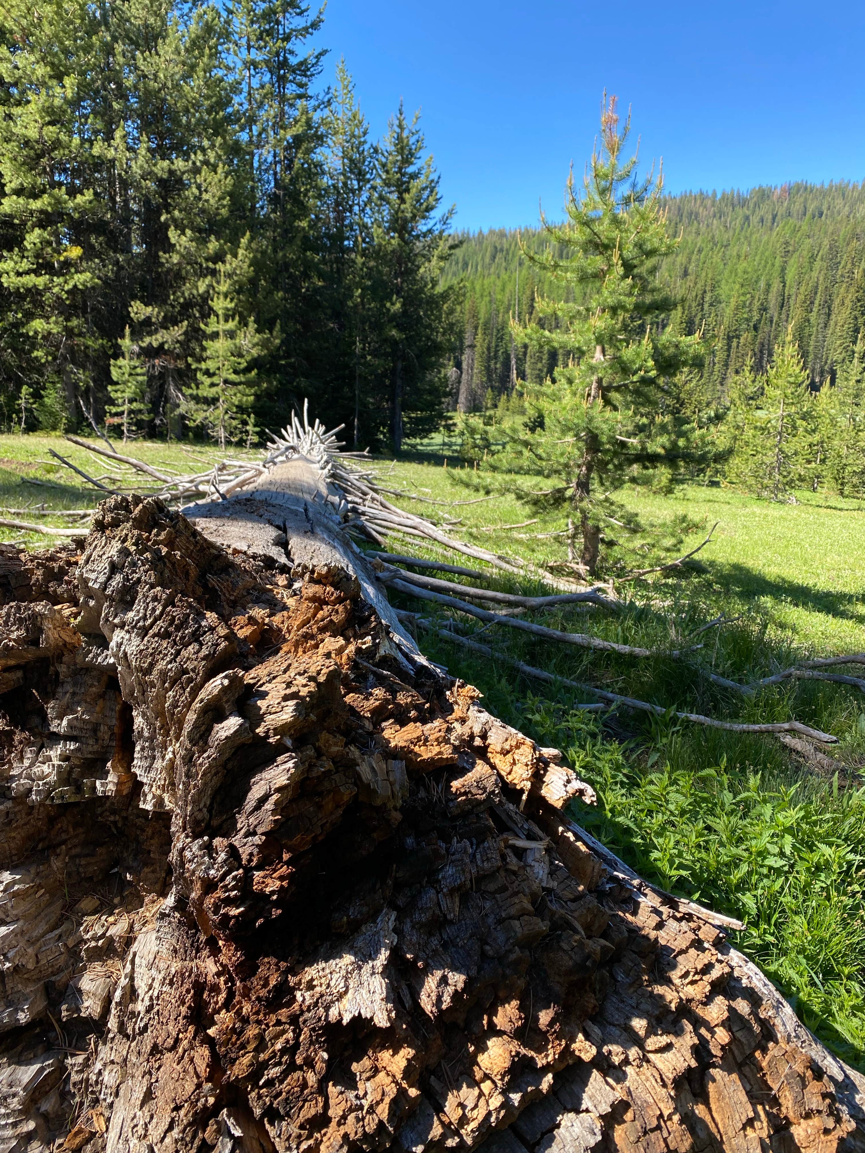 Camper-submitted photo at West Eagle Meadow Campground near Wallowa-Whitman National Forest