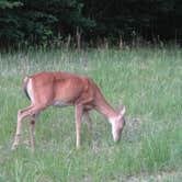 Review photo of Mammoth Cave Campground — Mammoth Cave National Park by Megan B., July 17, 2016