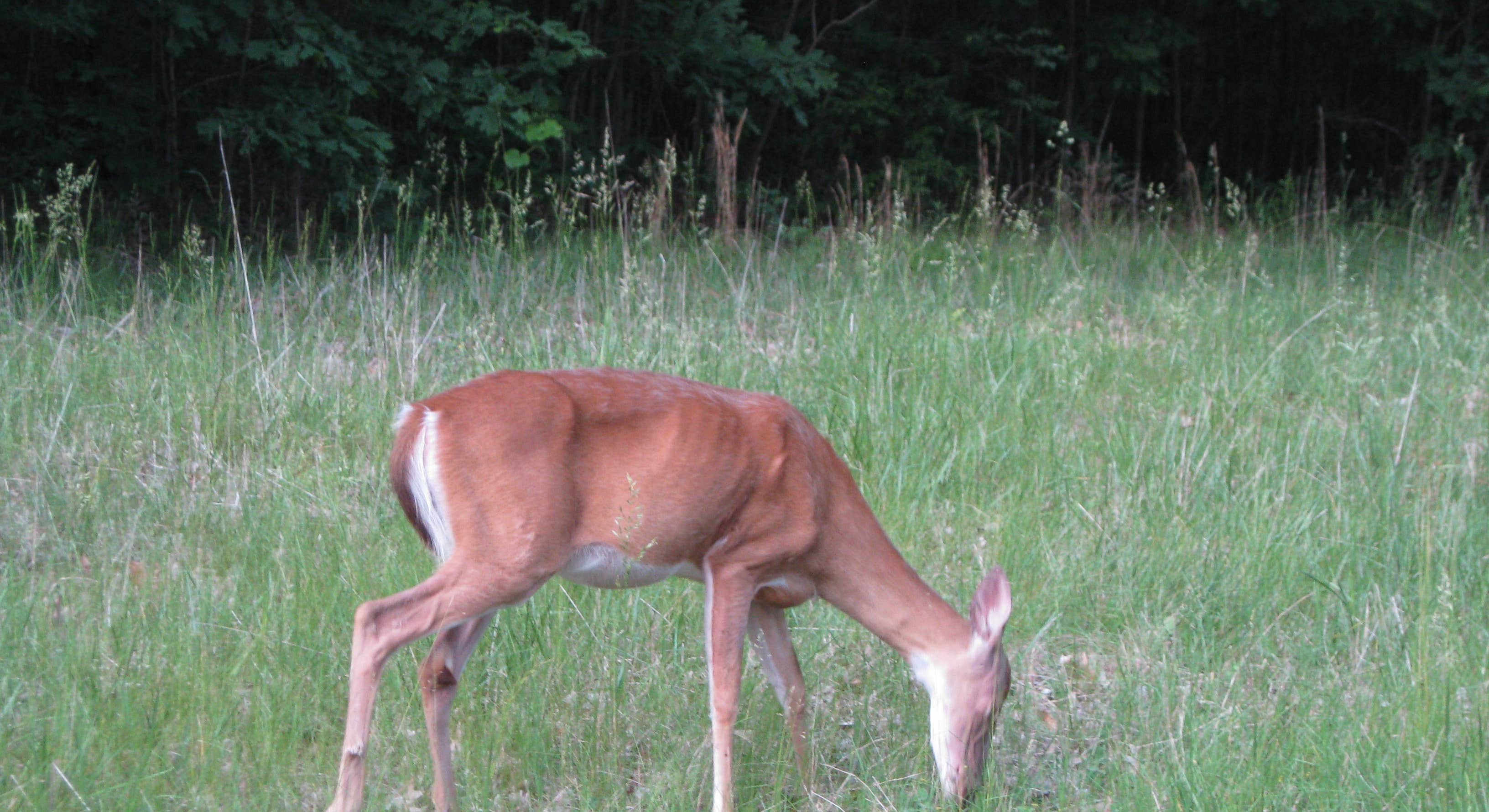 A young white-tailed deer grazing in Mammoth Cave Campground at Mammoth Cave National Park
