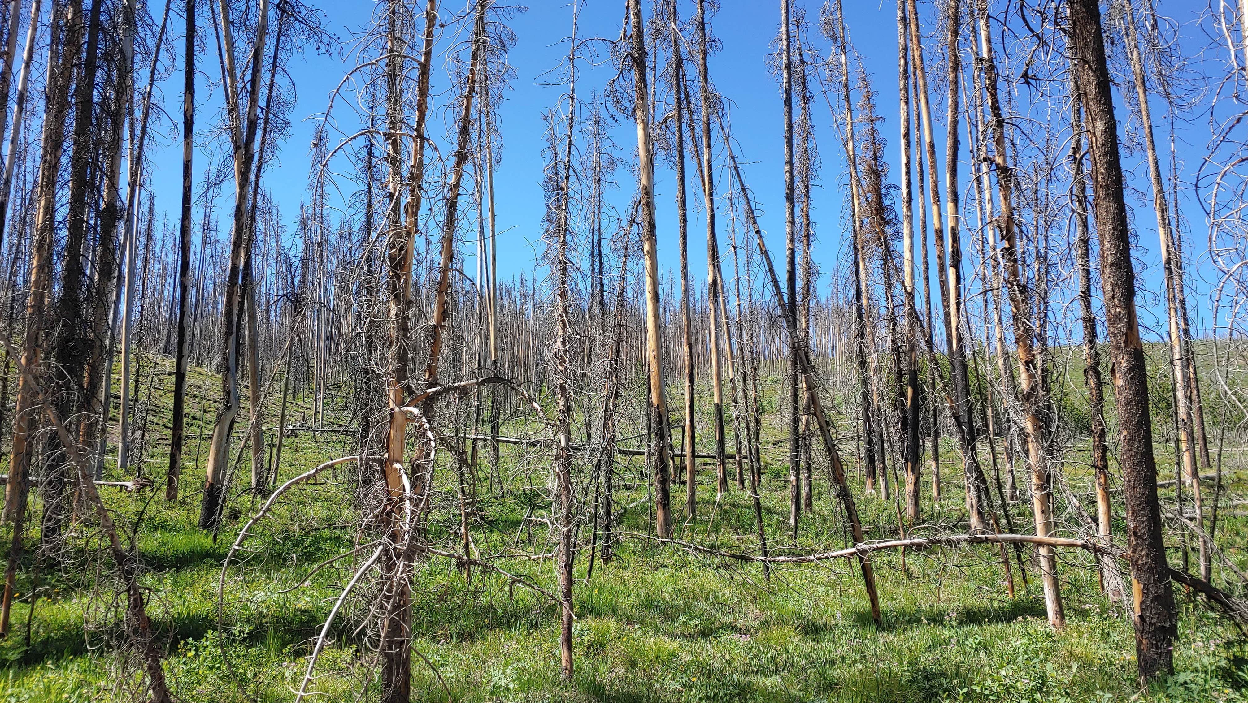 Camper-submitted photo at Grassy Lake Rd — John D. Rockefeller, Jr., Memorial Parkway near Yellowstone National Park