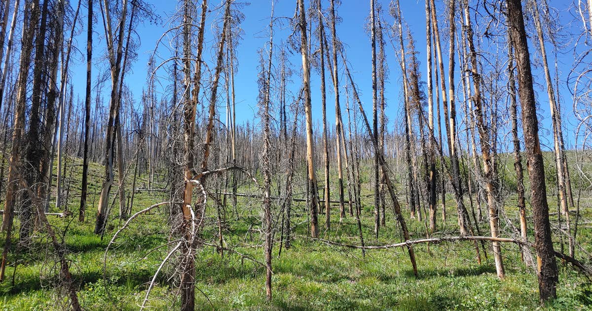 Grassy Lake Rd — John D. Rockefeller, Jr., Memorial Parkway Camping