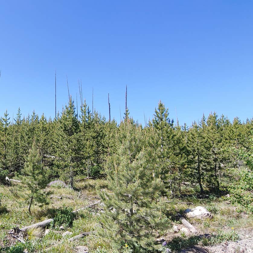 Grassy Lake Rd Camping The Dyrt