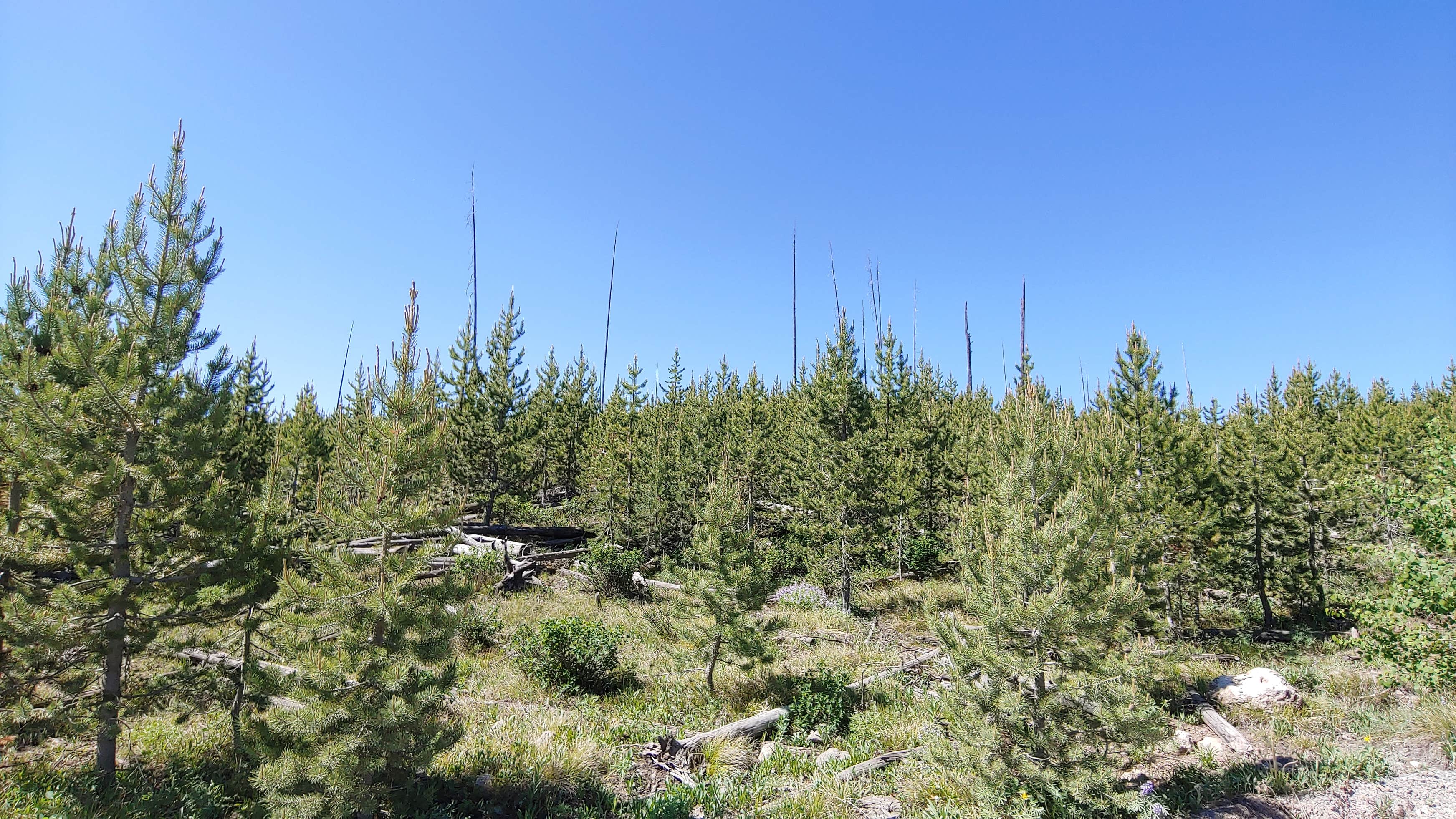 Grassy Lake Rd Camping The Dyrt