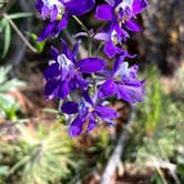 Review photo of FR-302 Dispersed Camping - Rabbit Ears Pass by Ray & Terri F., June 27, 2021