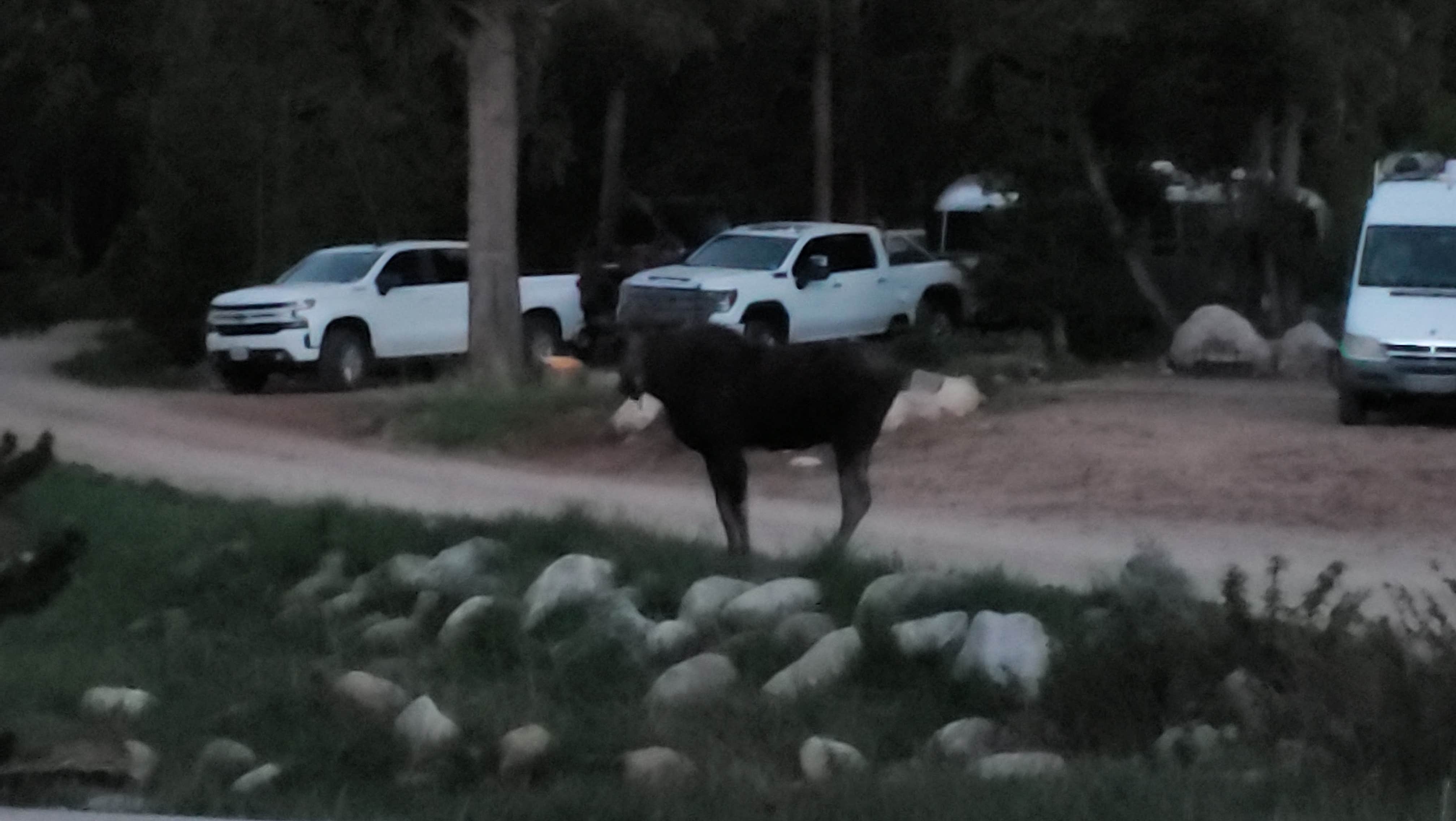Ryan's photo of camping with pets at Boulder Park Campground near Buffalo, WY