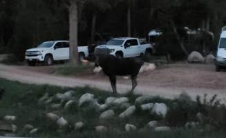 Ryan's photo of camping with pets at Boulder Park Campground near Bighorn Canyon National Recreation Area