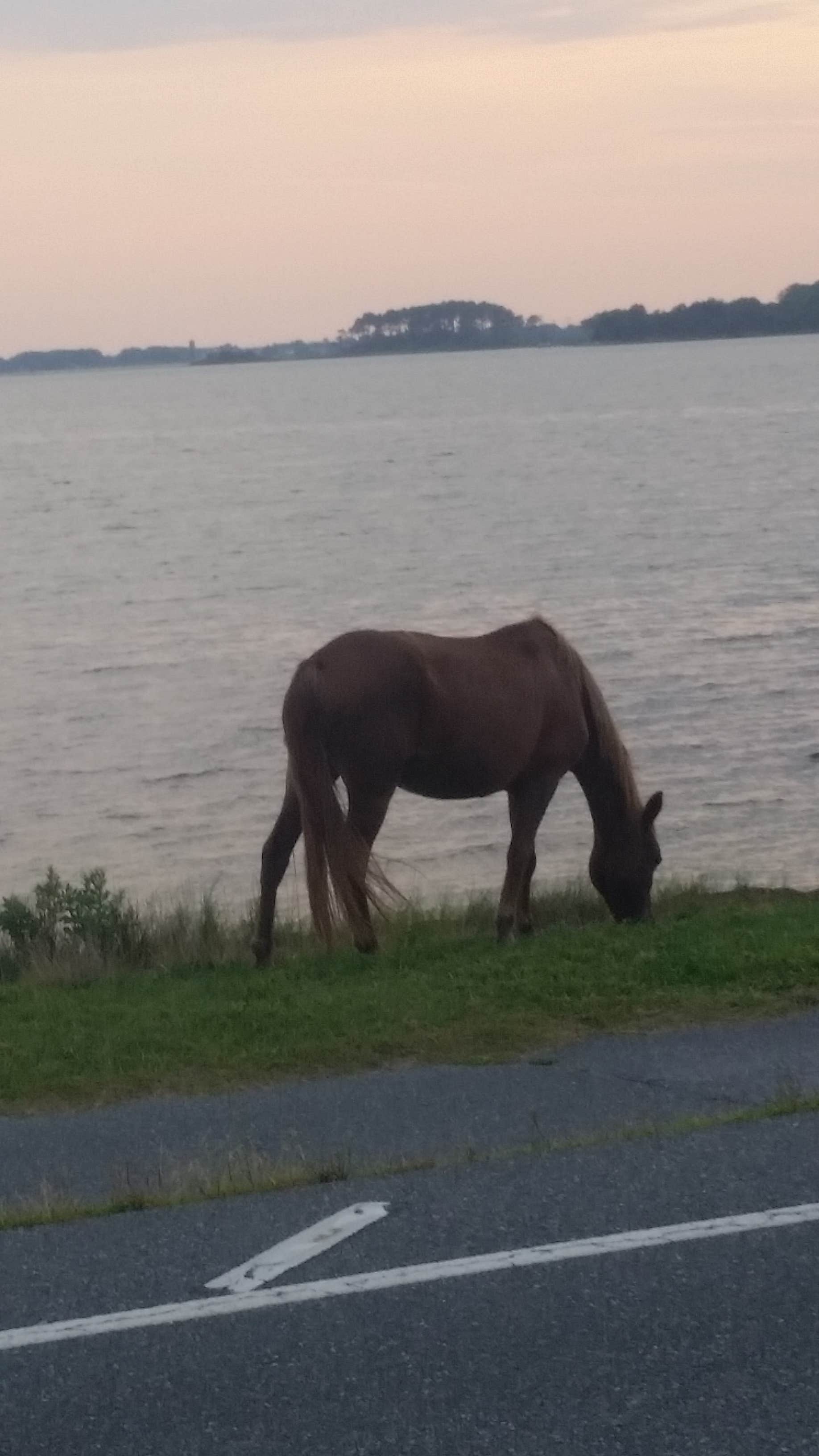 Camper submitted image from Big Oaks Campground - 5