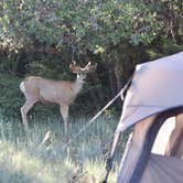 Review photo of Morefield Campground — Mesa Verde National Park by Laura S., June 27, 2021