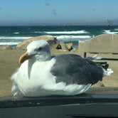 Review photo of Morro Bay State Park Campground by Kristina B., June 27, 2021