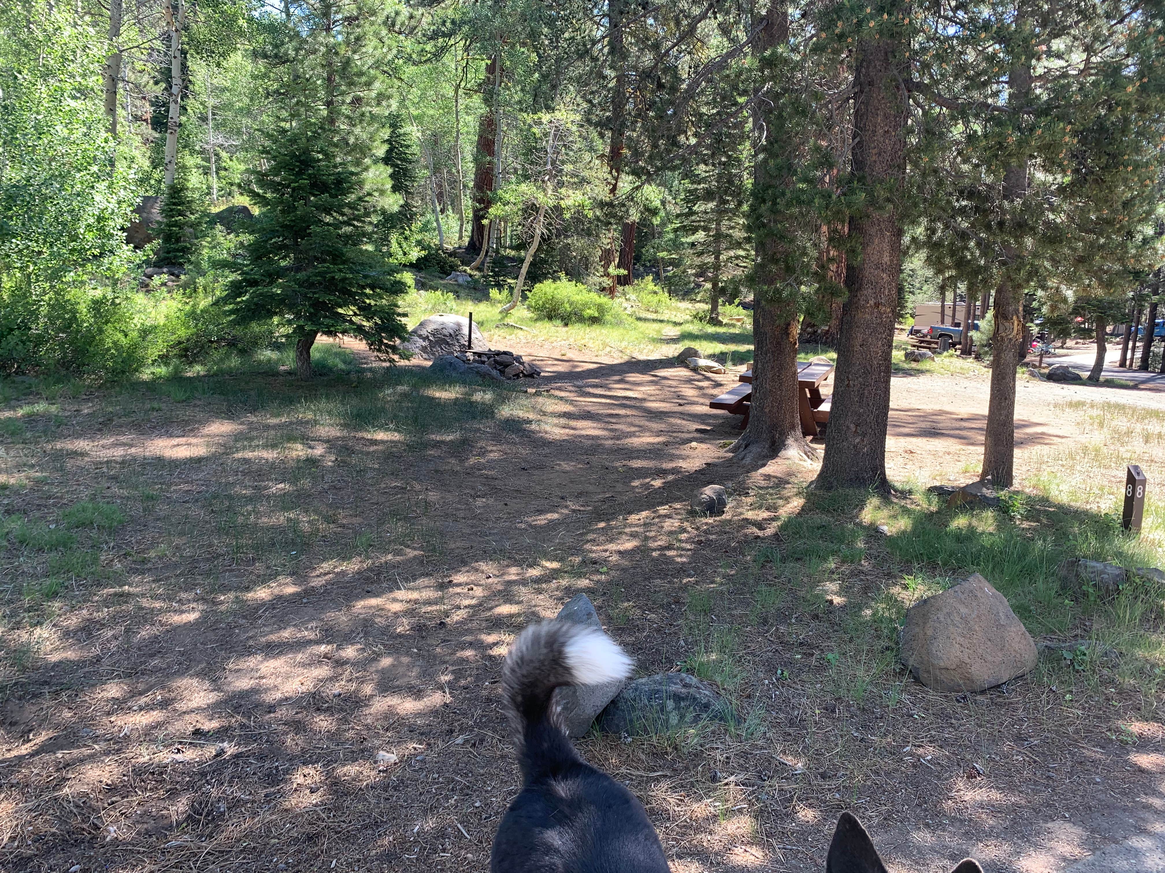 Camper submitted image from Crater Lake Campground - 4