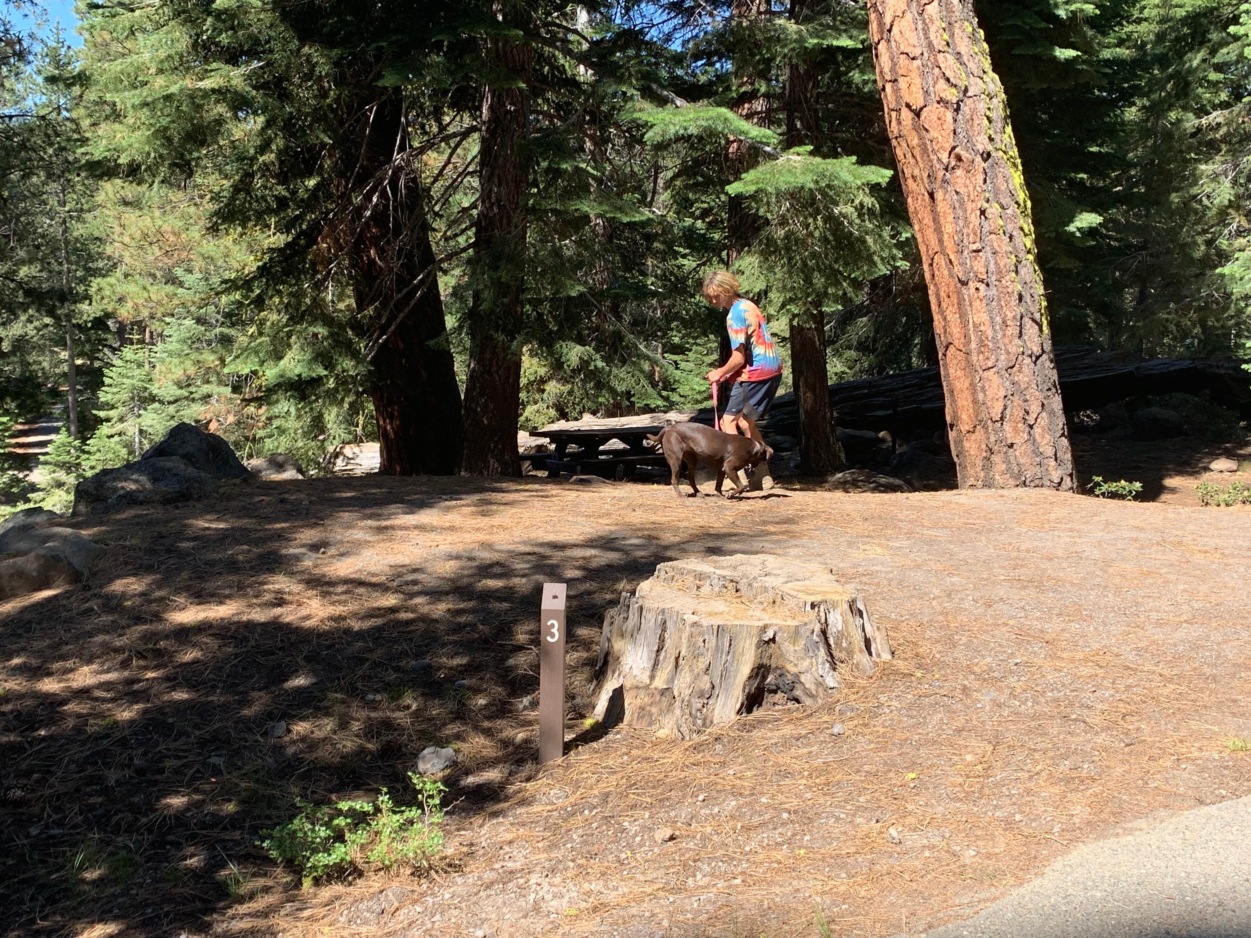 Camper submitted image from Crater Lake Campground - 3