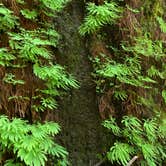 Review photo of Elk Prairie Campground — Prairie Creek Redwoods State Park by Susan R., May 27, 2021