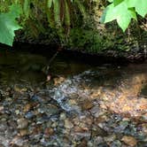 Review photo of Elk Prairie Campground — Prairie Creek Redwoods State Park by Susan R., May 27, 2021