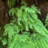 Review photo of Elk Prairie Campground — Prairie Creek Redwoods State Park by Susan R., May 27, 2021