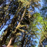 Review photo of Elk Prairie Campground — Prairie Creek Redwoods State Park by Susan R., May 27, 2021