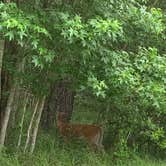 Review photo of Fontainebleau State Park Campground by Cindy S., June 27, 2021