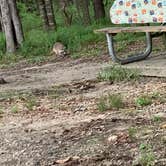 Review photo of Fontainebleau State Park Campground by Cindy S., June 27, 2021