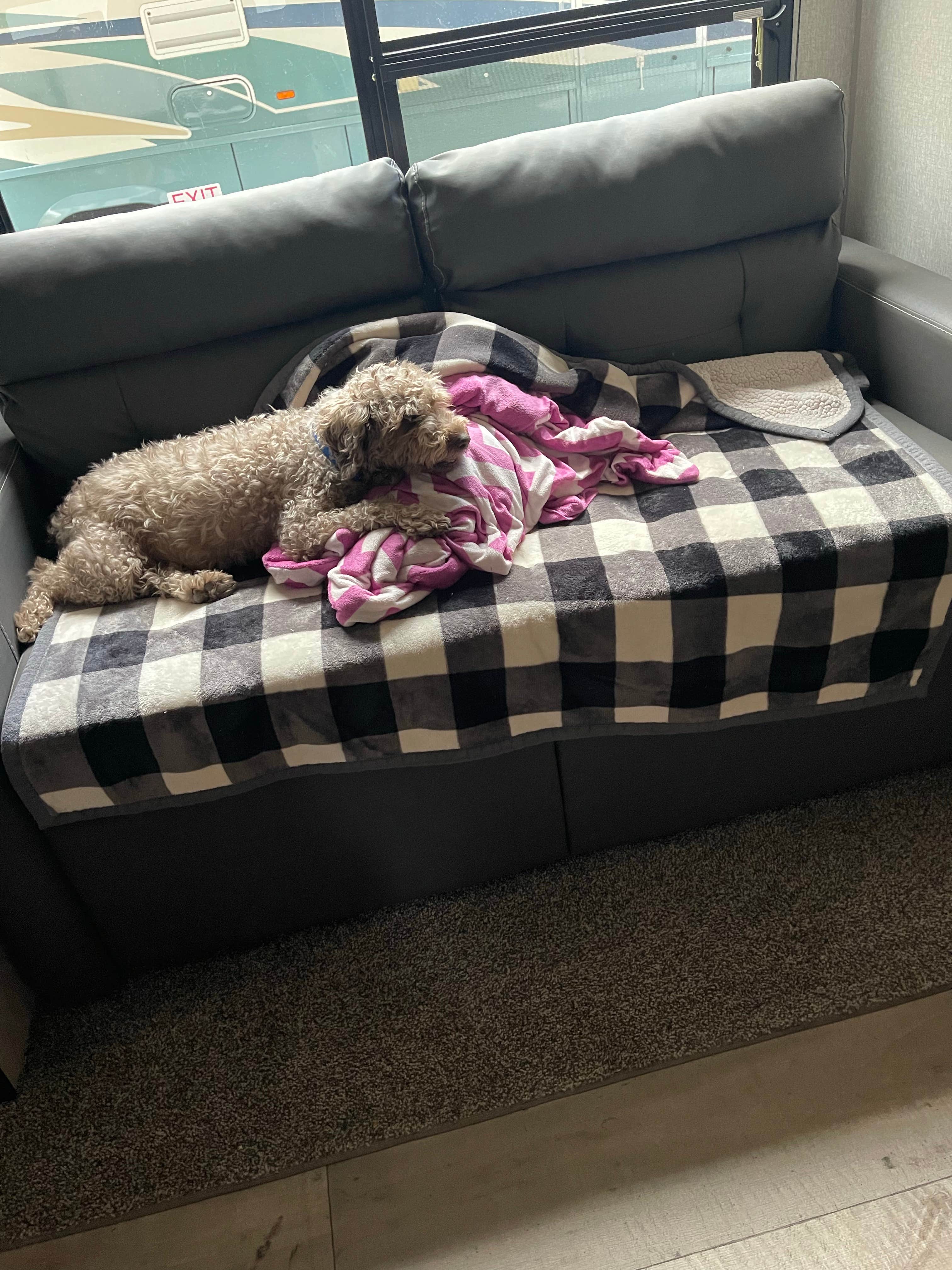 Josh Q.'s photo of camping with pets at Cross Country Campground near Gastonia, NC