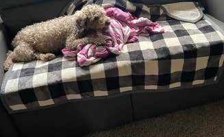 Josh Q.'s photo of camping with pets at Cross Country Campground near Charlotte, NC