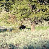 Review photo of Slough Creek Campground — Yellowstone National Park by Jeff S., June 28, 2021