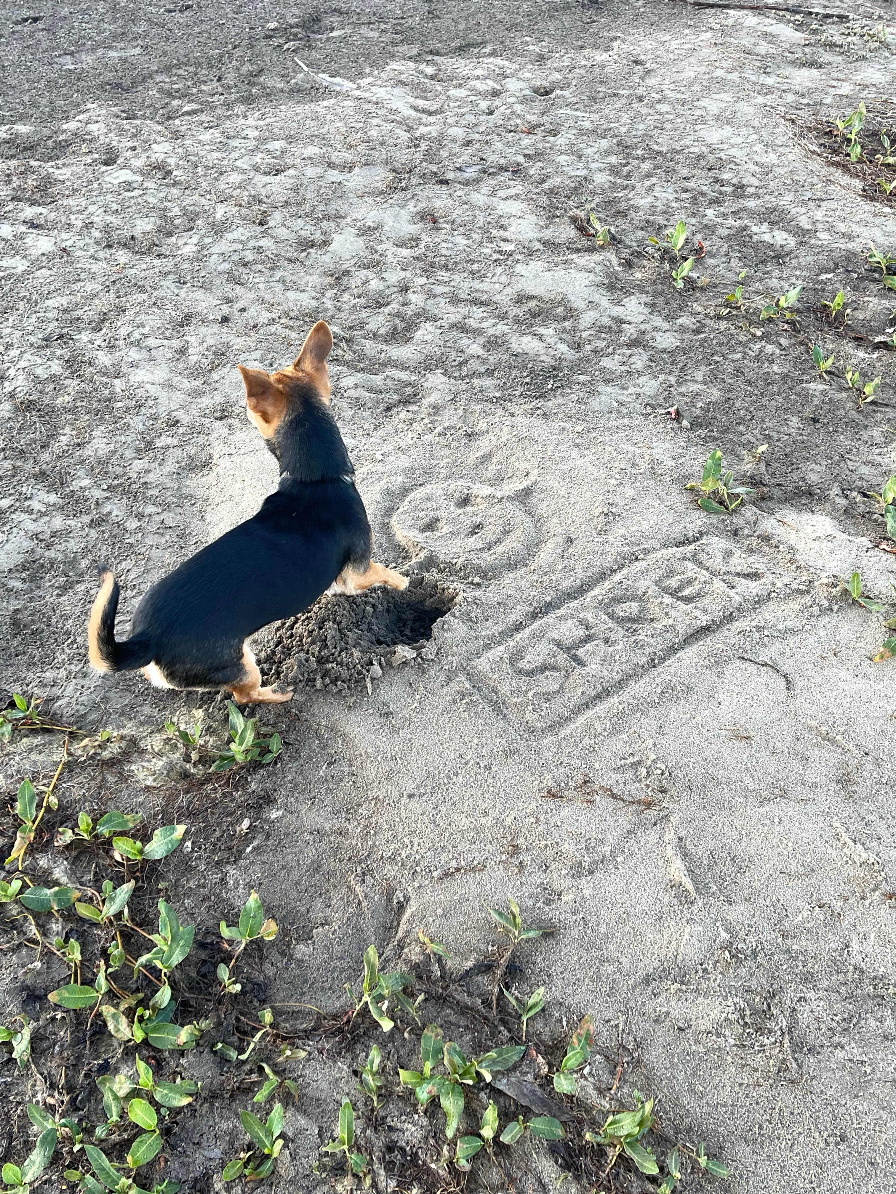 Angie R.'s photo of camping with pets at Bridgeport Reservoir RV Park and Marina near Bridgeport, CA