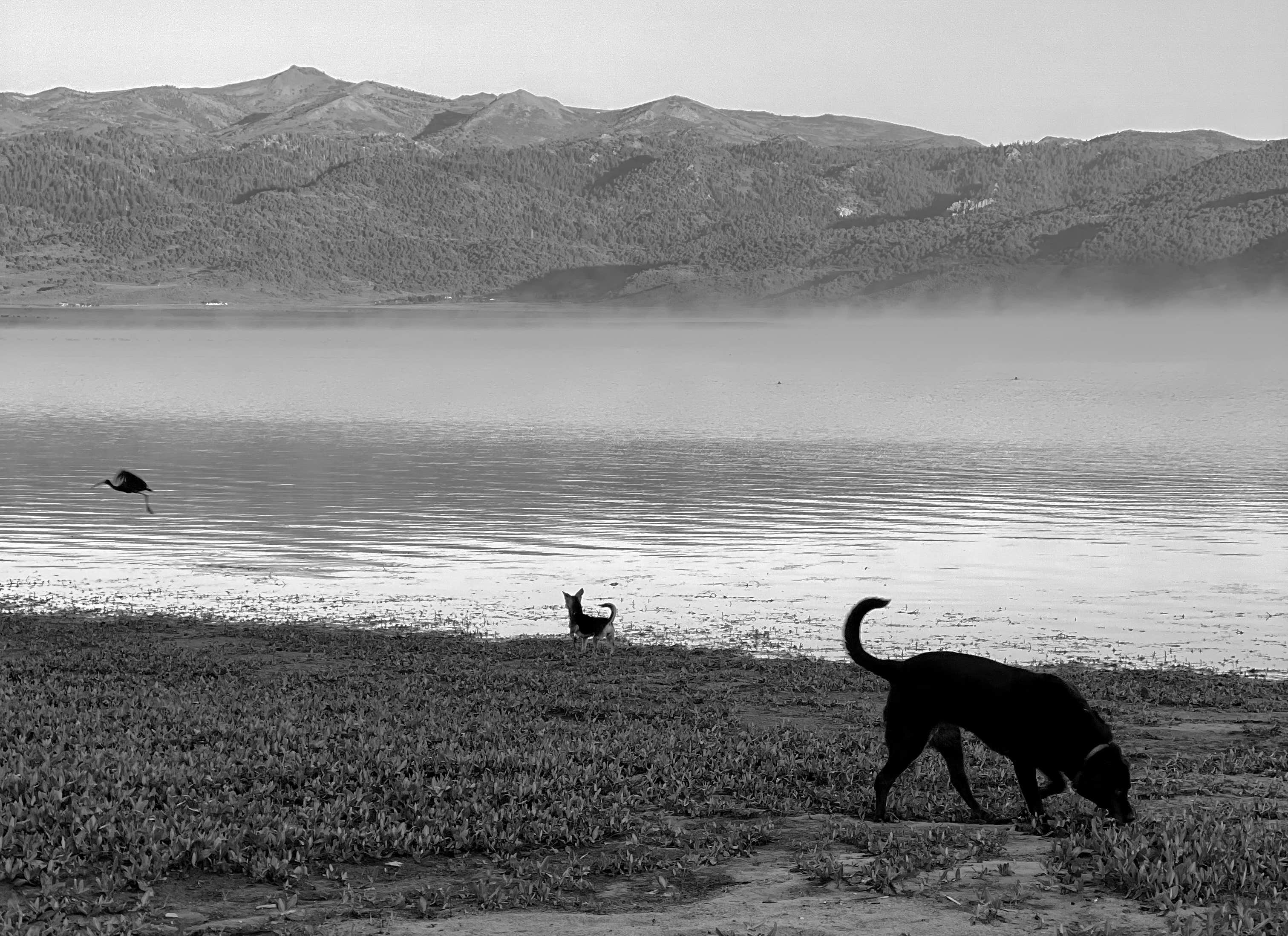 Angie R.'s photo of camping with pets at Bridgeport Reservoir RV Park and Marina near Hawthorne, NV