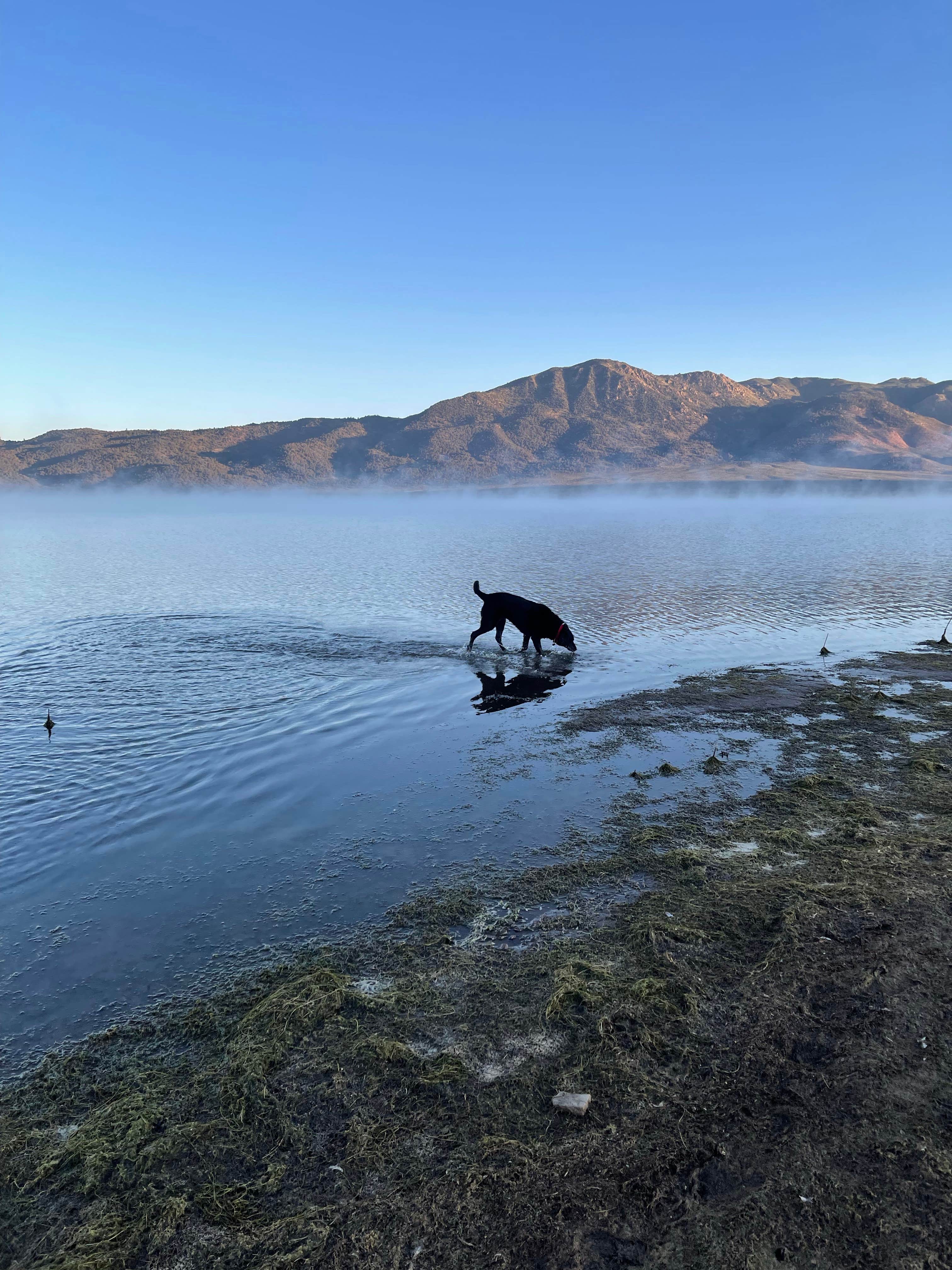 Angie R.'s photo of camping with pets at Bridgeport Reservoir RV Park and Marina near Hawthorne, NV