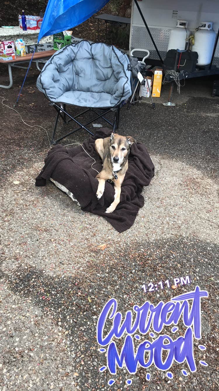 Kristina B.'s photo of camping with pets at Ventura Ranch KOA near Lake Sherwood, CA