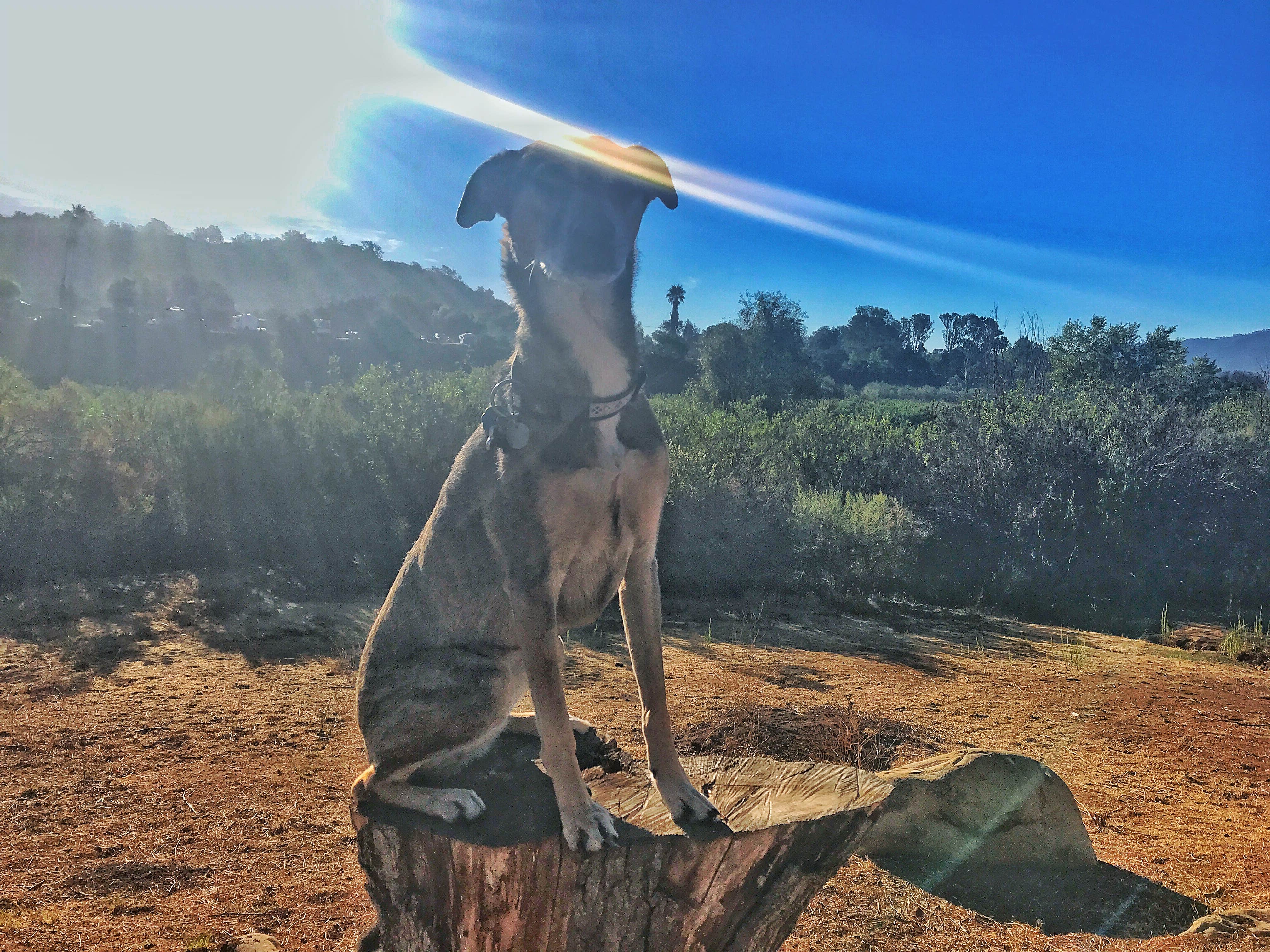 Kristina B.'s photo of camping with pets at Lake Casitas Recreation Area near Ojai, CA