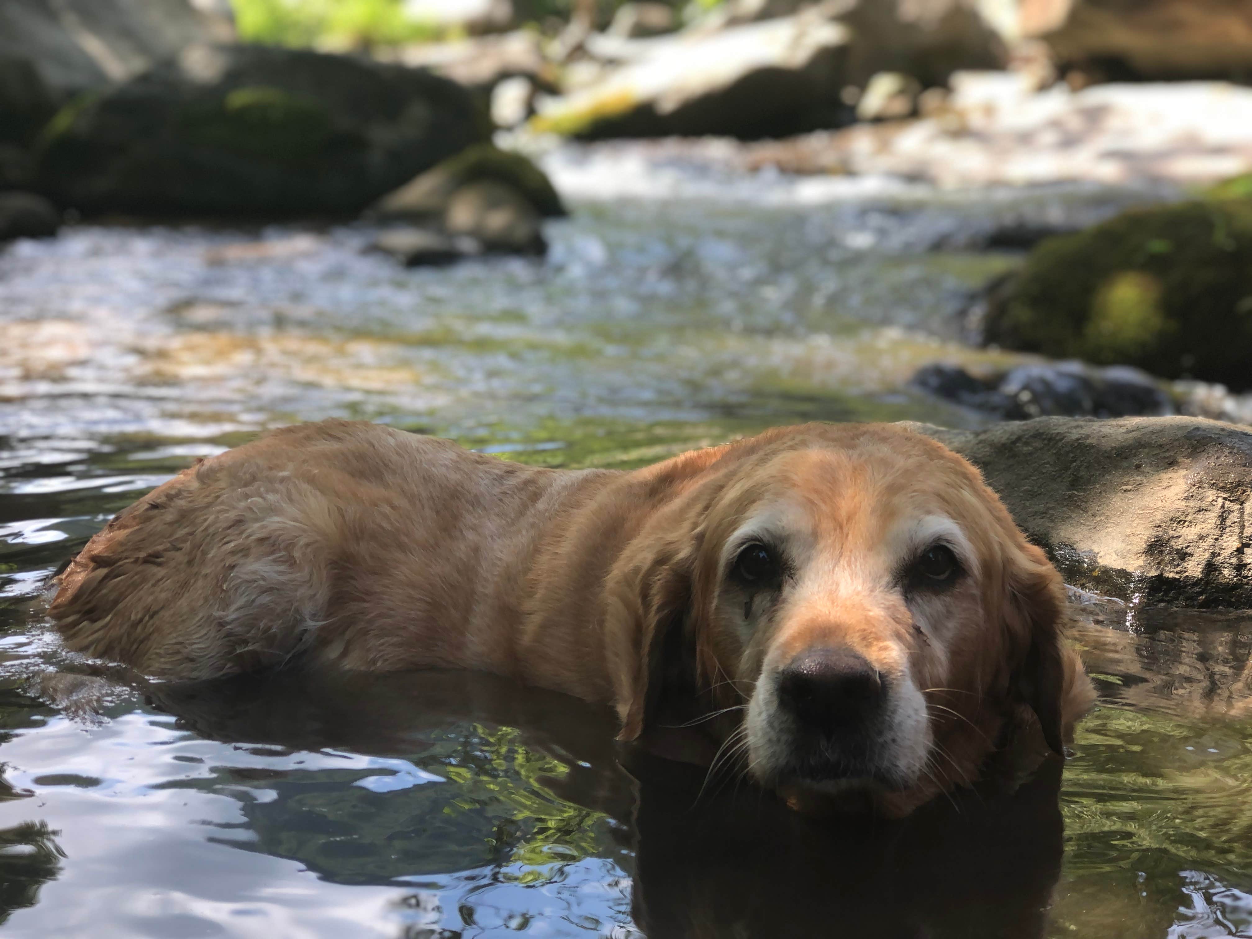 Bryan H.'s photo of camping with pets at Hickory Nut Falls Family Campground near Lake Lure, NC