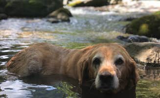 Bryan H.'s photo of camping with pets at Hickory Nut Falls Family Campground near Landrum, SC