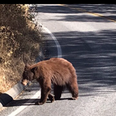 Review photo of Potwisha Campground — Sequoia National Park by Kristina B., June 28, 2021