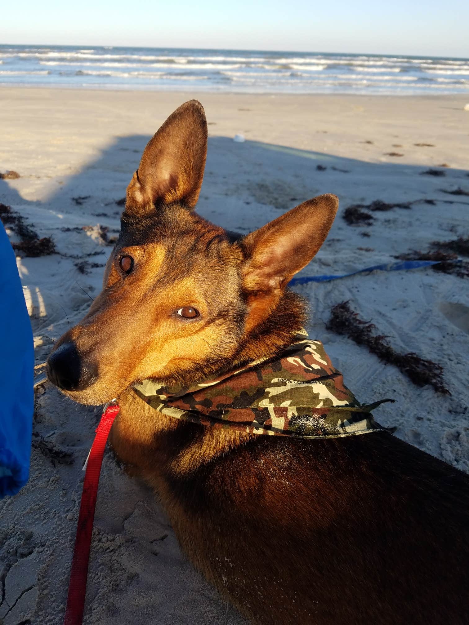 Paige R.'s photo of camping with pets at Edwin King Atwood Park near Eastland, TX
