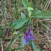 Review photo of Indian Grinding Rock State Historical Park Campground by phoebe , June 28, 2021