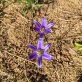 Review photo of Indian Grinding Rock State Historical Park Campground by phoebe , June 28, 2021