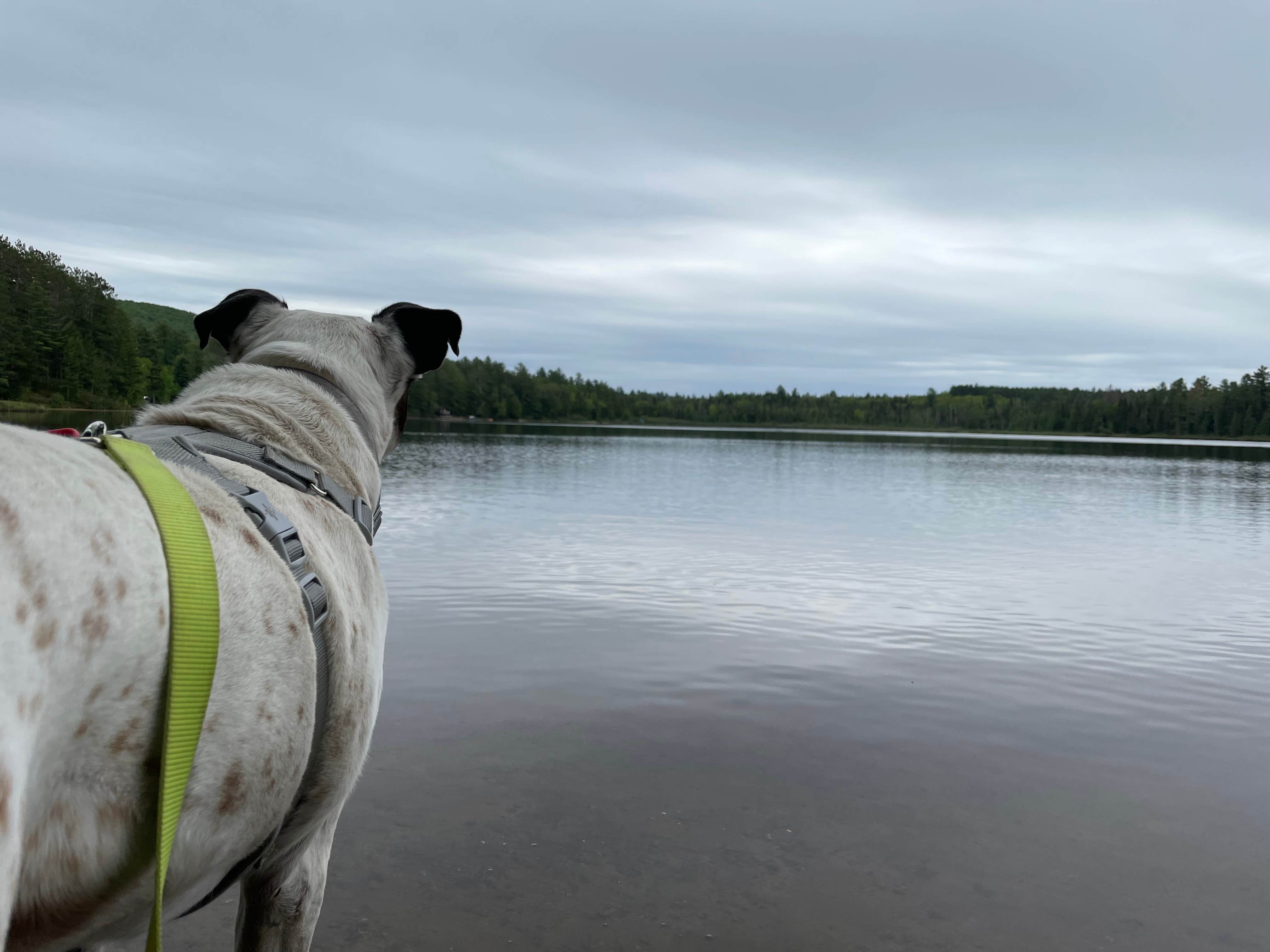 Carrie M.'s photo of camping with pets at Lake Placid/Whiteface Mountain KOA Holiday near Paul Smiths, NY