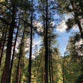 Review photo of San Juan National Forest Williams Creek Campground by Chris P., June 29, 2021