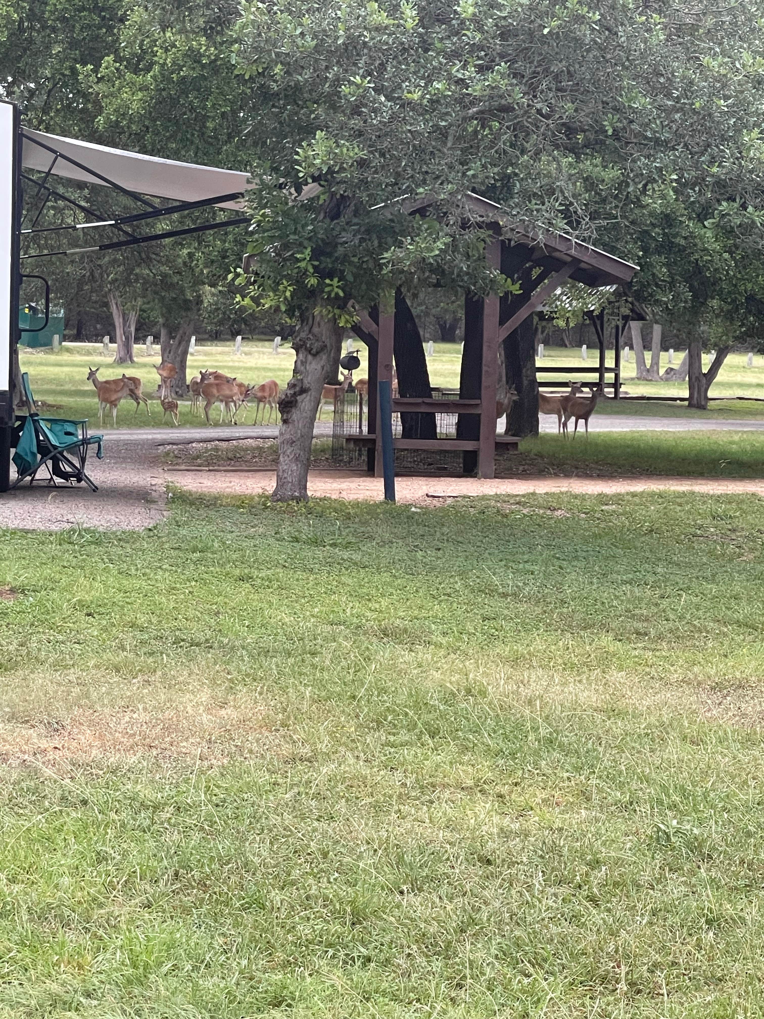 Best camping in Belton Lake The Dyrt