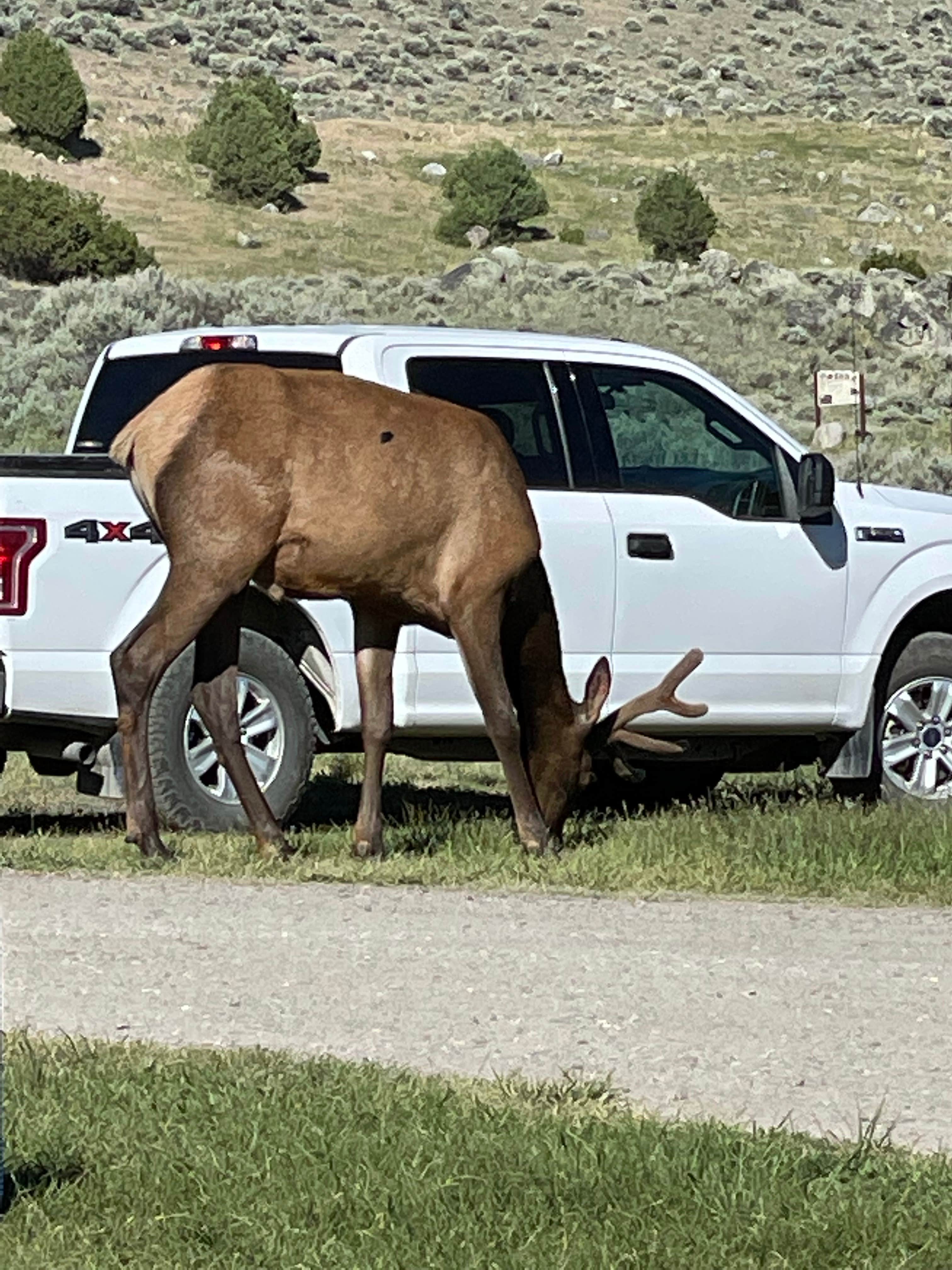 Camper-submitted photo at Eagle Creek Campground near Yellowstone National Park