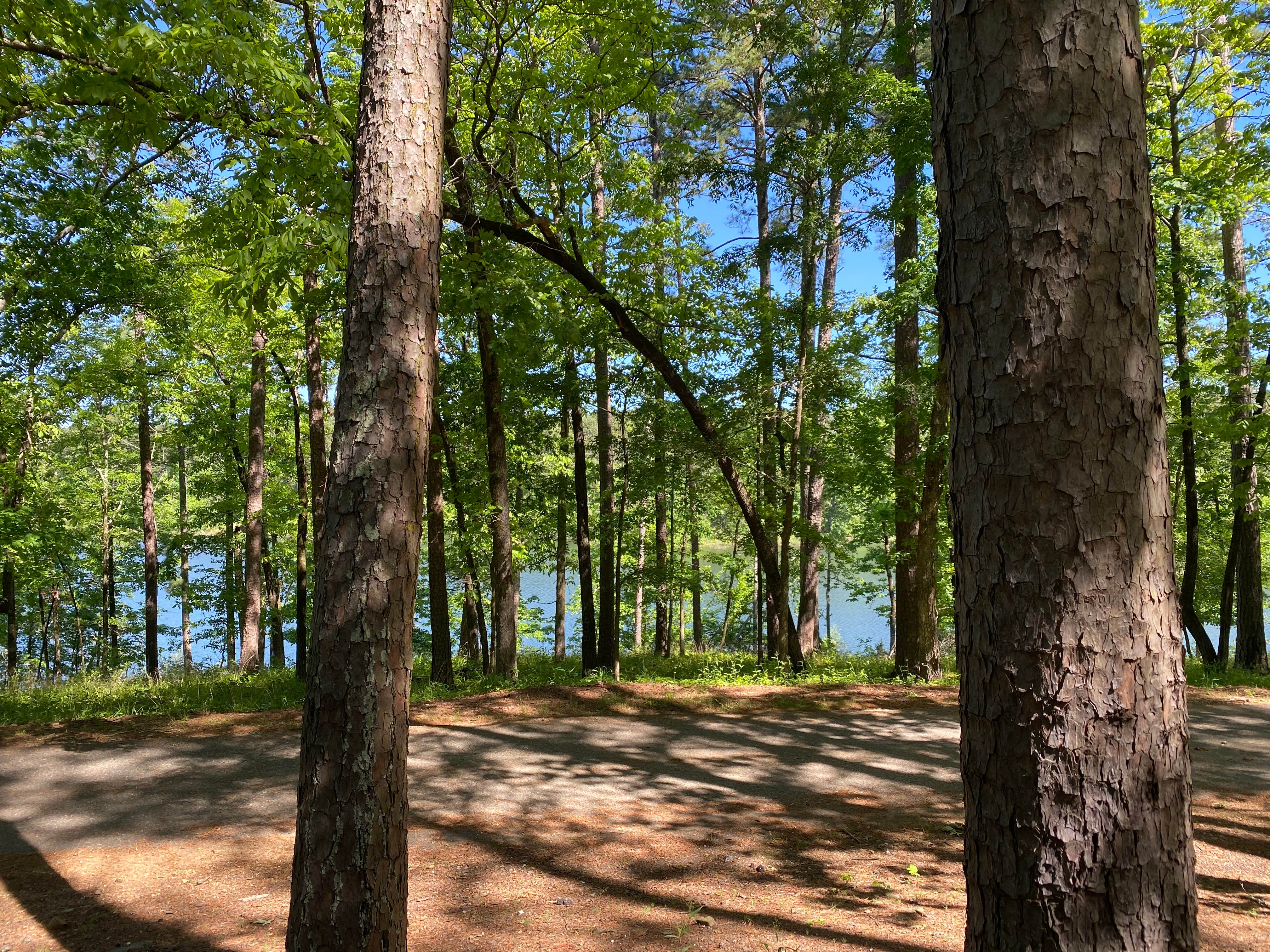 Camper submitted image from COE Degray Lake Edgewood Campground - 2