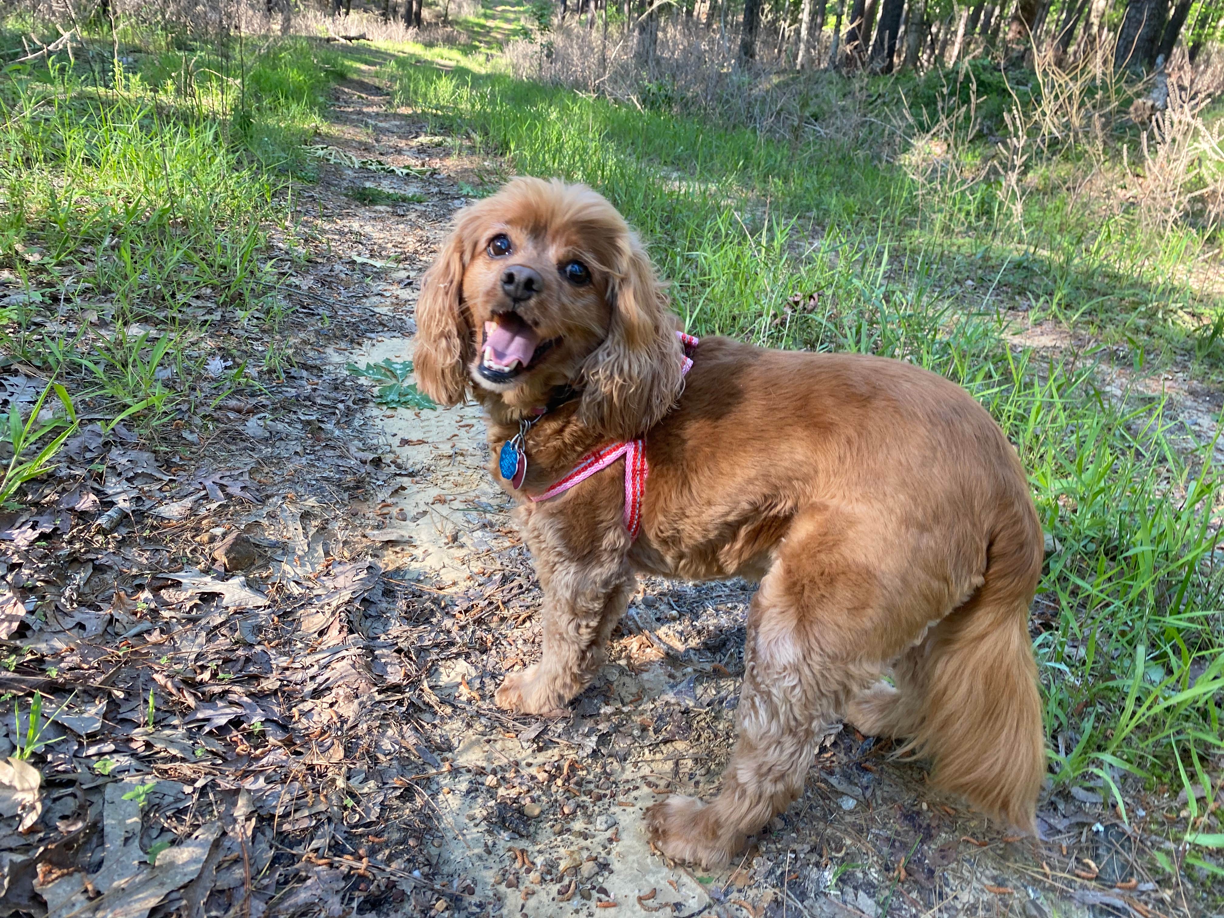 Cheri H.'s photo of camping with pets at COE Degray Lake Edgewood Campground near Malvern, AR