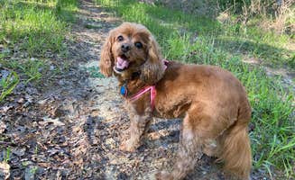 Cheri H.'s photo of camping with pets at COE Degray Lake Edgewood Campground in Arkansas