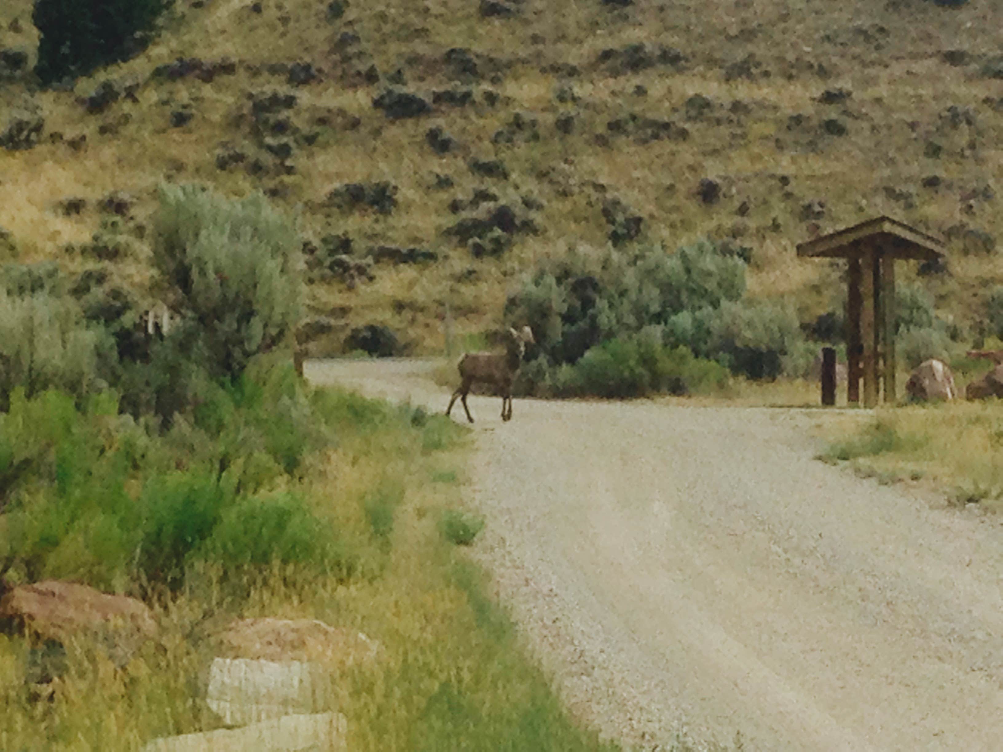 Camper submitted image from Flaming Gorge NRA Dispersed - 2